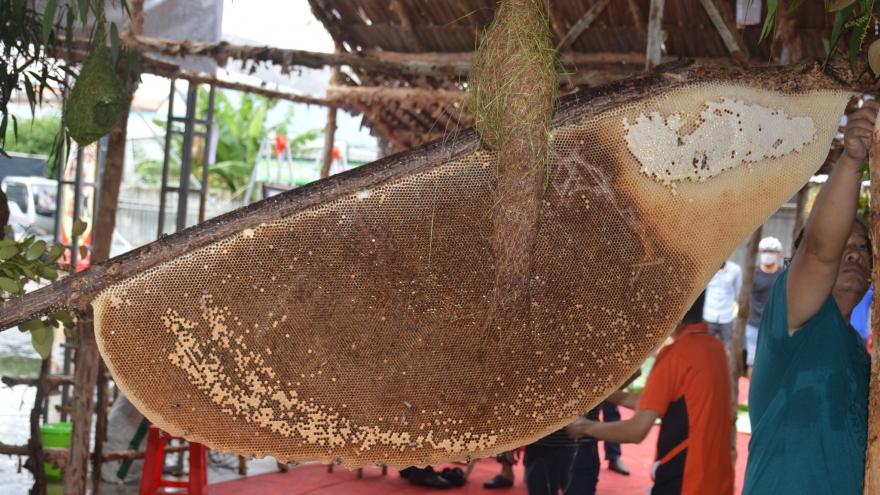 Vietnam recognizes largest honey bee hive in Ca Mau